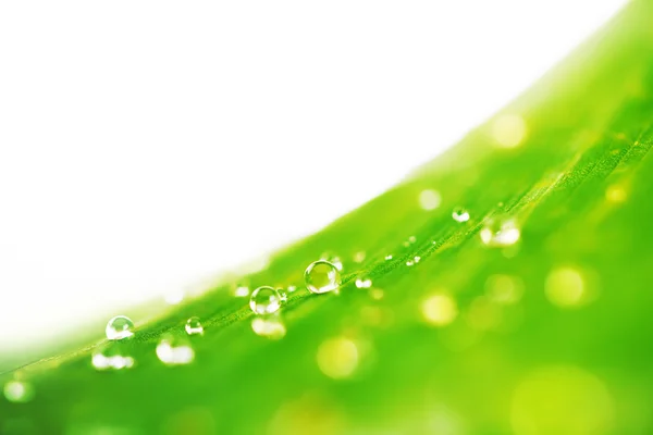 Abstraktní zelený list texturu a vody klesne na pozadí — Stock fotografie