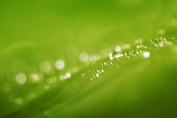 Planta verde, hojas frescas y gotas de agua — Foto de Stock
