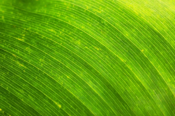 Tekstura tło, zielony liść — Zdjęcie stockowe