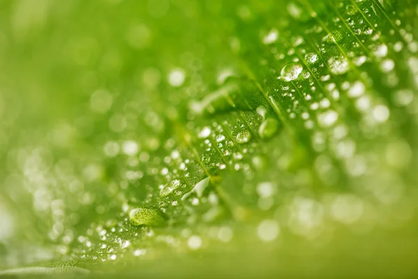 Abstract green leaf texture and water drops for background — Stock Photo, Image