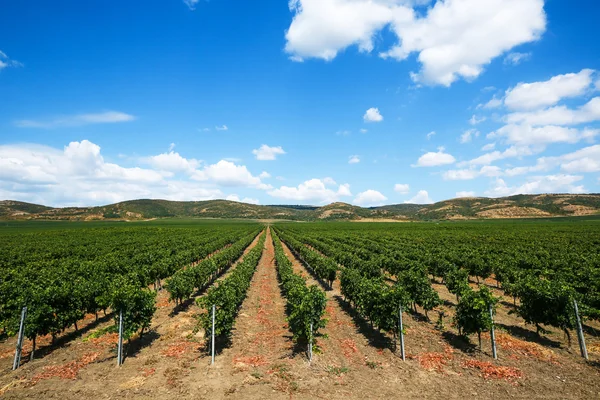 Linhas de vinha na primavera com céu azul — Fotografia de Stock