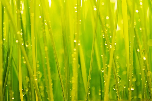 Poranna Rosa, Zielona trawa i wody spadnie tło — Zdjęcie stockowe
