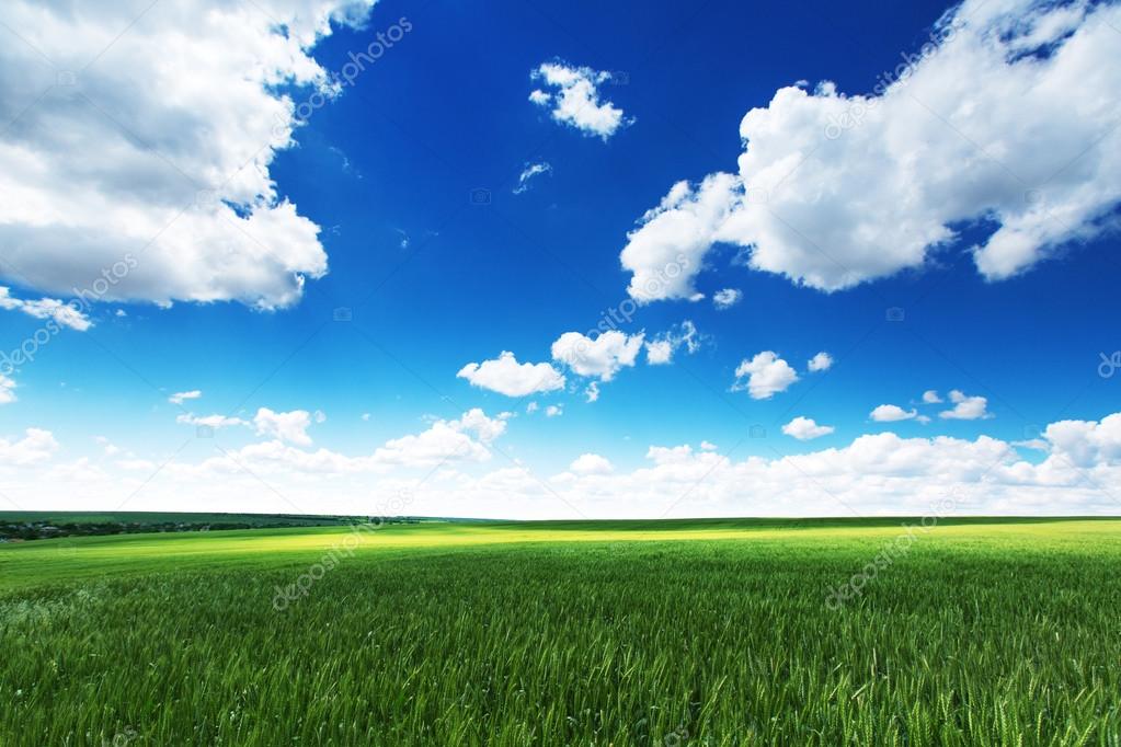 Springtime at the farmland. Green wheat field and cloudy sky.