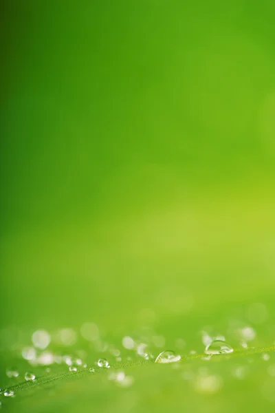 Gotas de agua y fondo de textura de hoja verde — Foto de Stock