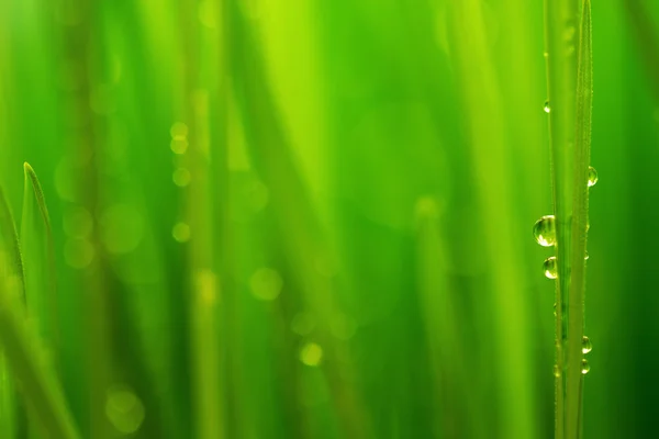 아침이 슬, 신선한 녹색 잔디 및 비 드랍 스 배경 — 스톡 사진