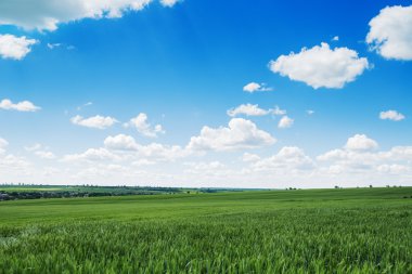 Natura arka plan. Yeşil alan ve kabarık bulutlar.