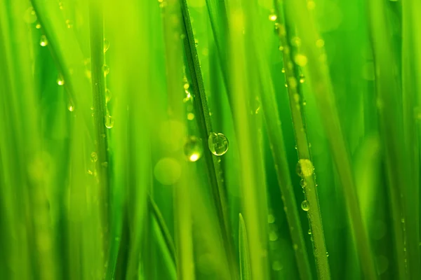 Hierba verde fresca y agua gotas fondo — Foto de Stock