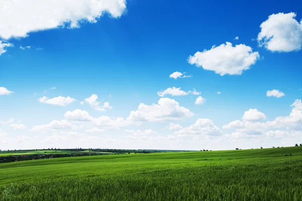 Green wheat field and cloudy sky, agriculture scene. Stock Picture