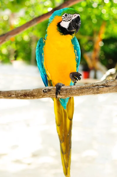 Beautiful parrot macaw on tropical island — Stock Photo, Image