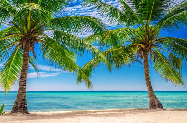 Palmeiras em Exotic Beach, República Dominicana — Fotografia de Stock