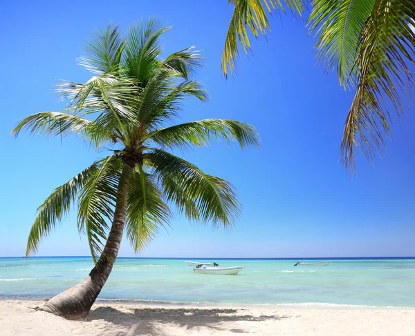 Exotische strand in punta cana, Dominicaanse Republiek — Stockfoto