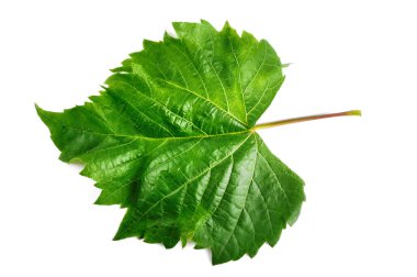 Üzüm yaprağı, kırpma yolu ile izole