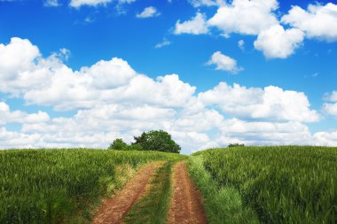 Pathway in the meadow. Wheat field against blue sky with white c clipart
