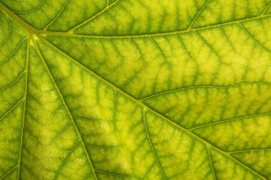 Arkaplan olarak yeşil yaprağın dokusu