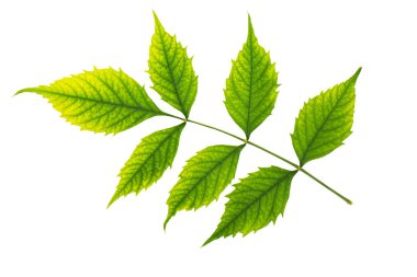 Beyaz arka plan üzerinde izole doku yeşil taze yaprakları