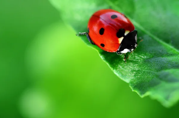 Coccinelle sur feuille verte — Photo