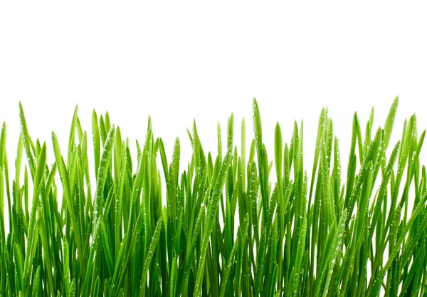 Verse groene gras met water druppels geïsoleerd op witte achtergrond — Zdjęcie stockowe