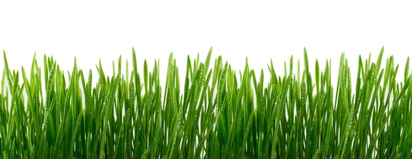 Green Grass with water drops Isolated on White Background — Stock Photo, Image