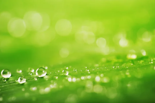 Fondo abstracto, textura de hoja verde y gotas de lluvia — Foto de Stock