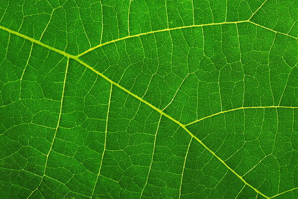 Texture of a green leaf as background