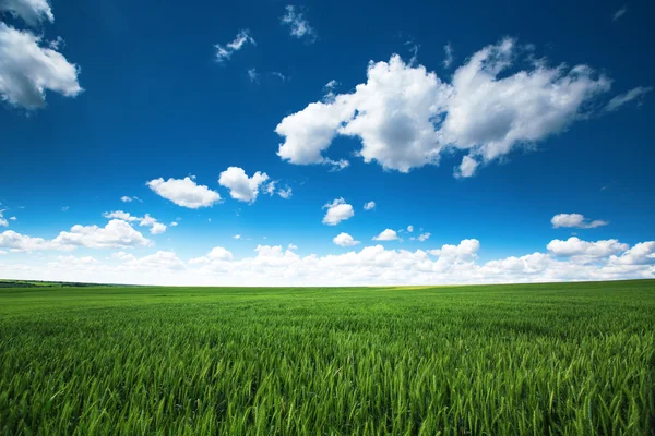 Campo de trigo verde e céu nublado, terras agrícolas, cena agrícola — Fotografia de Stock