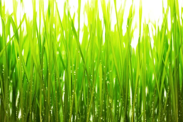Zielona trawa i wody frops zamiast białe tło — Zdjęcie stockowe