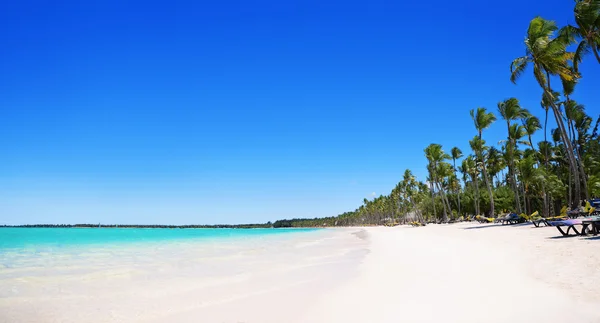 Palmiye ağaçları tropik sahilde Bavaro, Punta Cana, Dominik