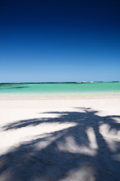 Cień palmy kokosowe drzewo na tropikalnej plaży — Zdjęcie stockowe