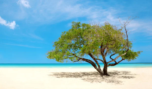 Exotischer Strand in der Dominikanischen Republik, Punta Cana — Stockfoto