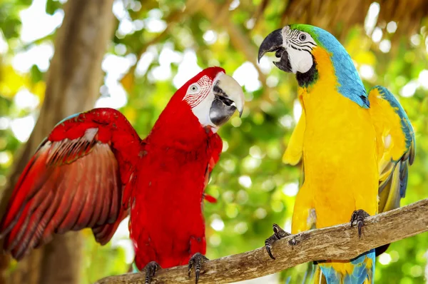 Δύο όμορφες carribean maccaws στην εξωτική παραλία στο Σαόνα — Φωτογραφία Αρχείου