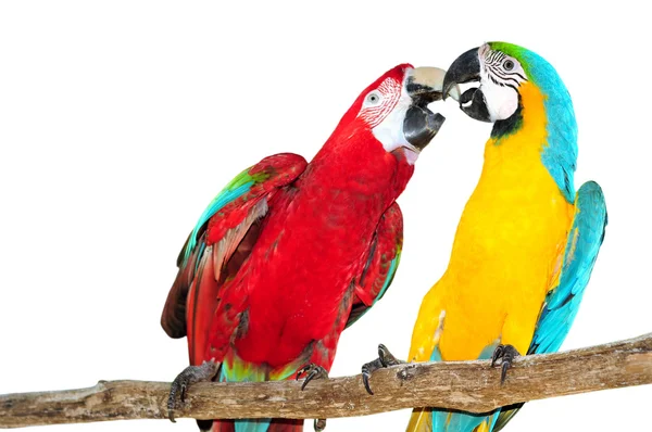 Two big parrots, couple of beautiful macaws Isolated on white — Stock Photo, Image