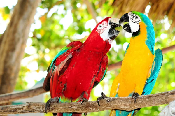 Two beautiful carribean maccaws on exotic beach — Stock Photo, Image