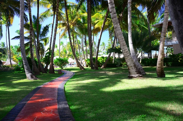 Bellissimo giardino tropicale con palme e fiori di lusso — Foto Stock