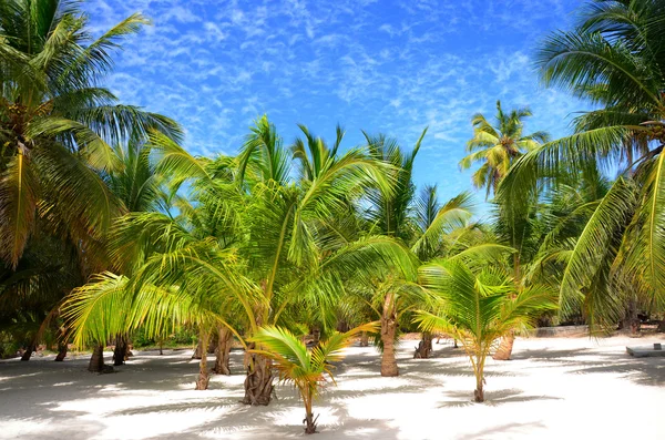 Palmieri pe insula tropicală Saona — Fotografie, imagine de stoc