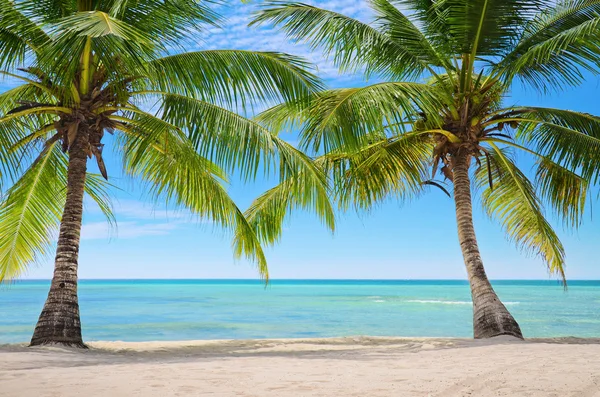 Palmiers sur le fond d'une belle mer des Caraïbes — Photo