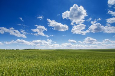Wheat field. Green grass and blue sky with clouds clipart