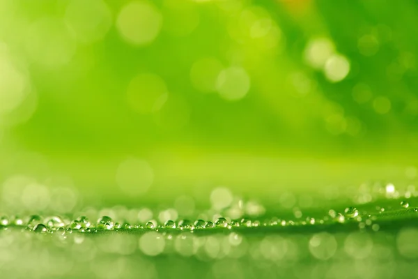 Gotas de água na grama verde como um fundo — Fotografia de Stock