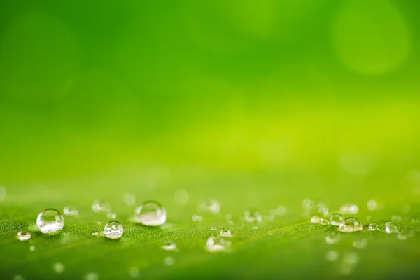 Rain drops over fresh green leaf texture, natural background — Stock Photo, Image