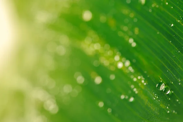 Kapky vody na makro zelený list — Stock fotografie