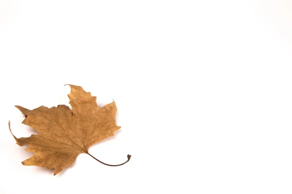 Permiso de otoño aislado sobre fondo blanco — Foto de Stock