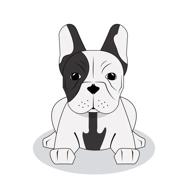 Bouledogue français design, illustration vectorielle — Image vectorielle