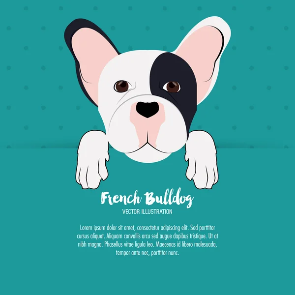 Fransk bulldog design, vektor illustration — Stock vektor