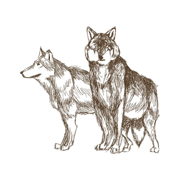 Wolf design. Concept animal.Animaux sauvages, illustration vectorielle — Image vectorielle