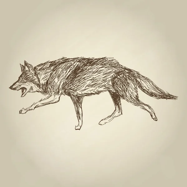 Wolf ontwerp. Dierlijke concept. Wild dier, vectorillustratie — Stockvector