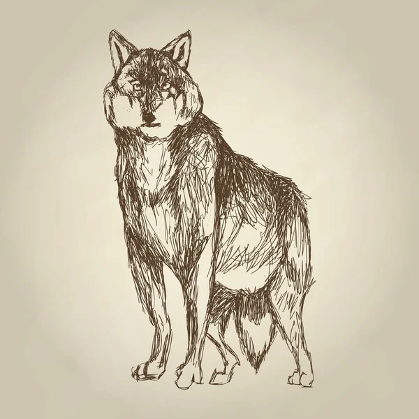Diseño de lobo. Animal concept.Wildlife animal, ilustración vectorial — Vector de stock
