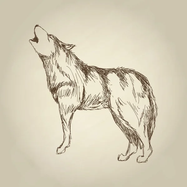 Wolf ontwerp. Dierlijke concept. Wild dier, vectorillustratie — Stockvector