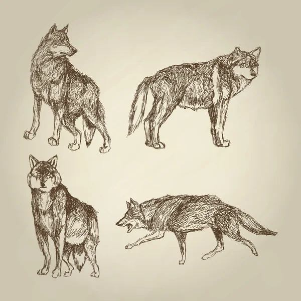 Wolfsdesign. Animal Concept.Wildlife Tier, Vektorillustration — Stockvektor