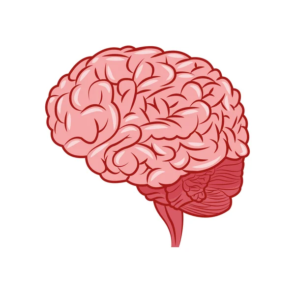 Beyin tasarım. organ simgesi. Düz illüstrasyon, vektör grafiği — Stok Vektör