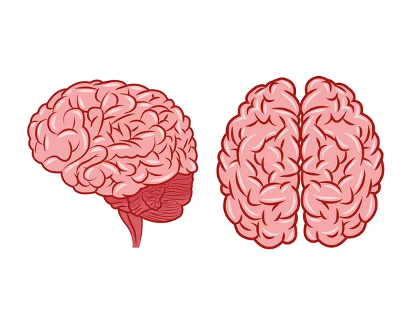 La conception du cerveau. icône d'organe. Illustration plate, graphique vectoriel — Image vectorielle