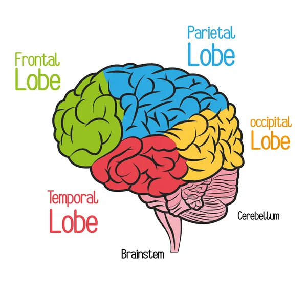 Σχεδιασμός του εγκεφάλου. εικονίδιο όργανο. Επίπεδη απεικόνιση, διανυσματικό γραφικό — Διανυσματικό Αρχείο